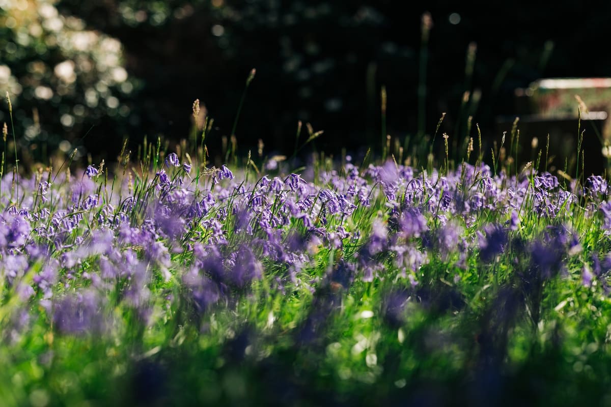 A drift of bluebells catching sunlight on the woodland floor